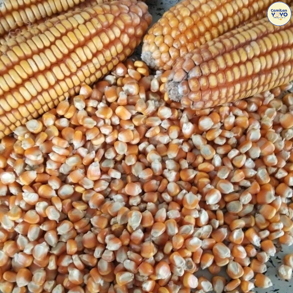 Jagung Pipil Kering Bersih Jagung Pakan Merpati Pakan Burung Jagung Giling 1Kg Murah