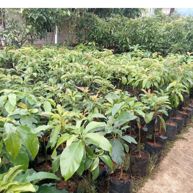 Bibit pohon alpukat madu