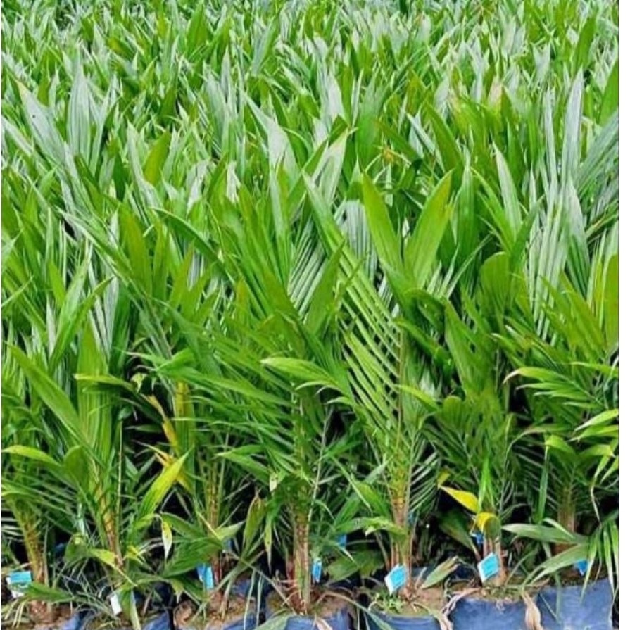 KecambahBibitSawit,_PolongSawit