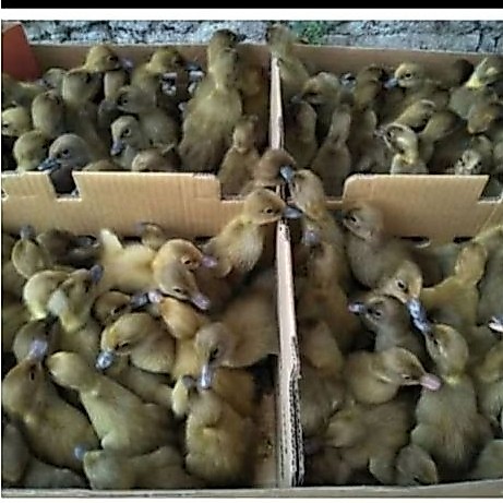 Dod Bebek Lokal  Jantan 1 Boxs Isi 102 Ekor