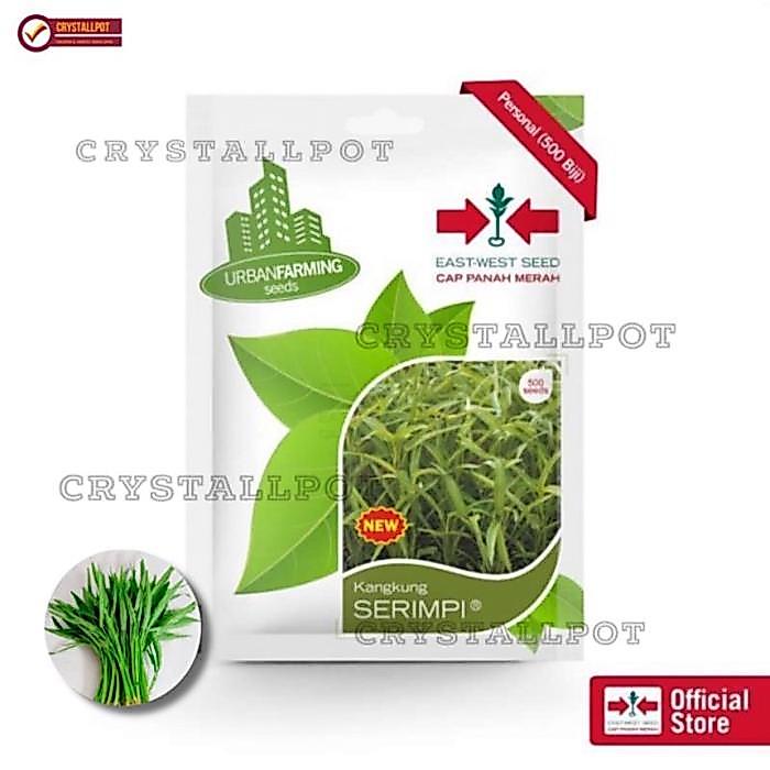 BENIH BIBIT KANGKUNG SERIMPI CAP PANAH MERAH - KANGKUNG SERIMPI