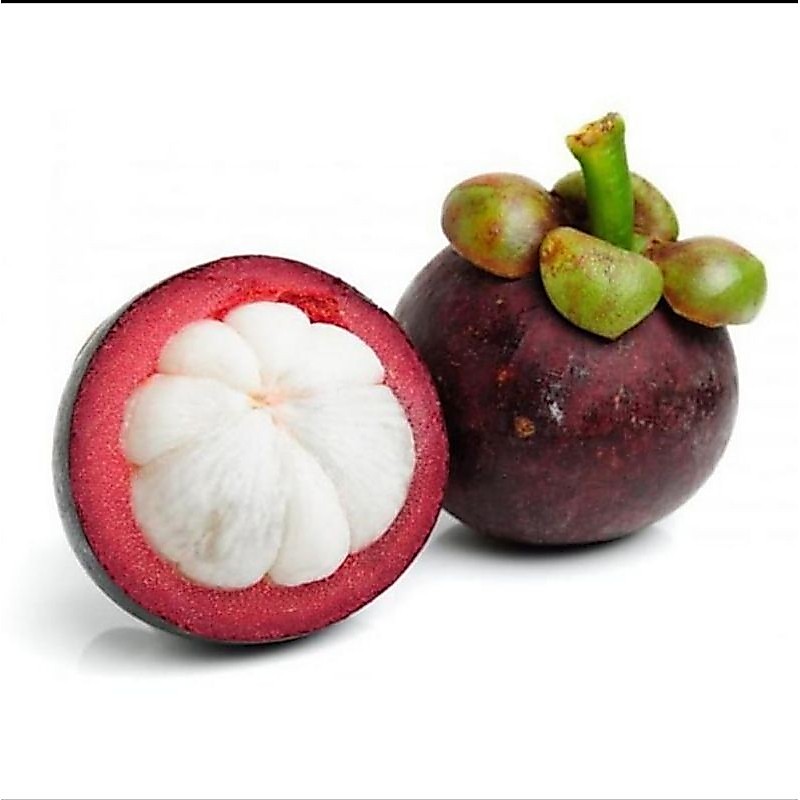 ( BISA COD ) Bibit Buah Manggis OKULASI SIAP BERBUAH