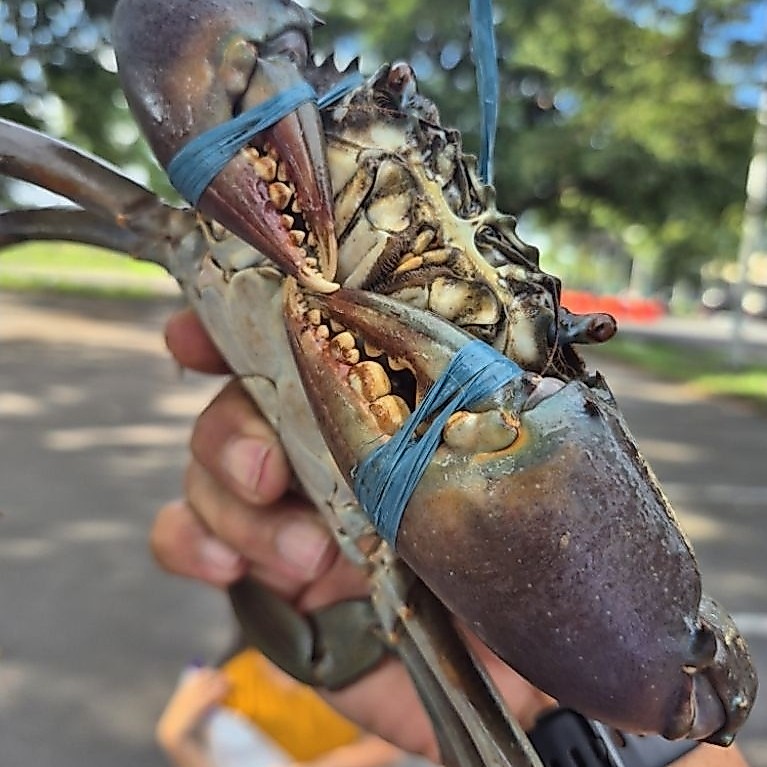 Kepiting Bakau Super Papua Full Daging