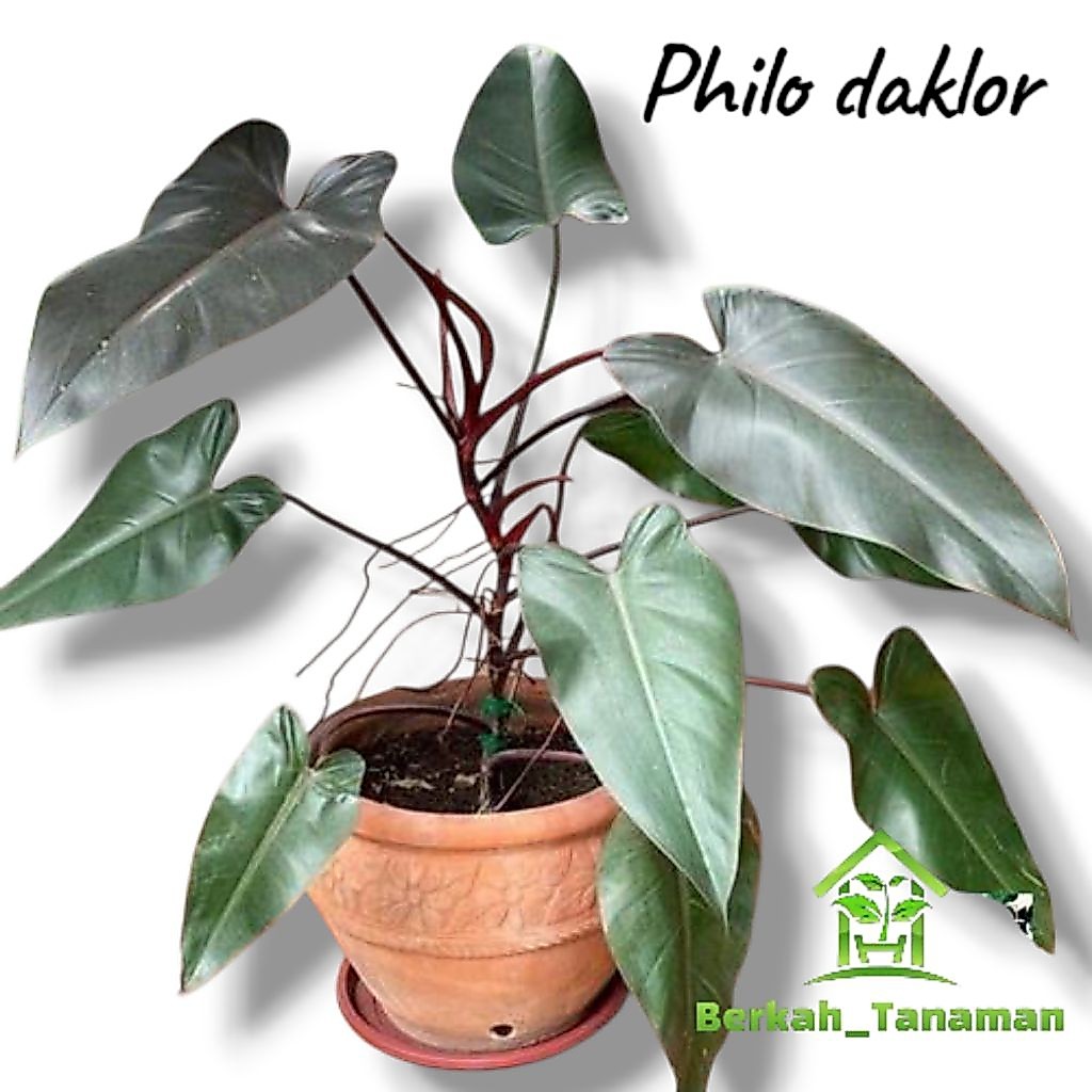 Tanaman hias philodendron dark lord-philo dark lord