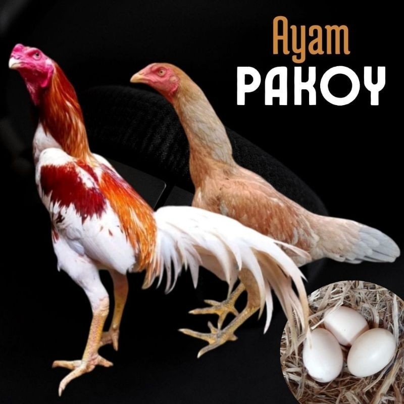 telur ayam pakhoy  ori thailand petarung untuk di tetaskan