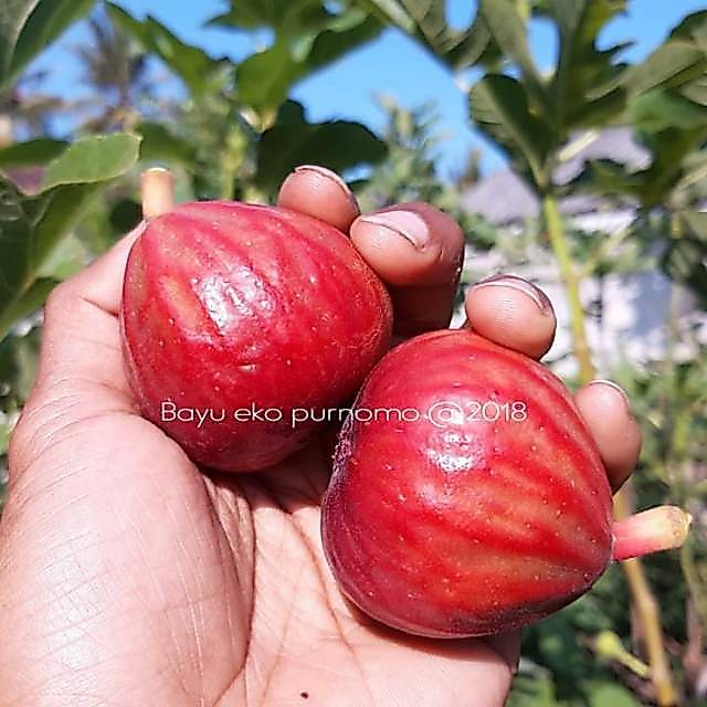 Bibit Buah Tin Salscorleon FC
