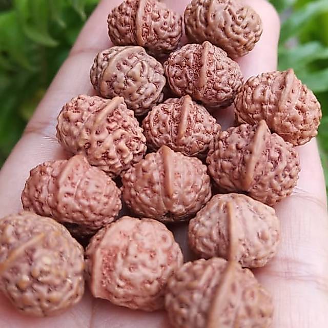 Jenitri Ganesha Rudraksha Bercula