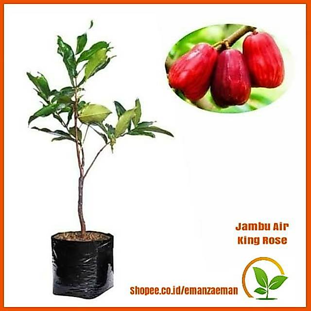 Pohon Jambu Air King Rose / Bibit Pohon Jambu Air King Rose