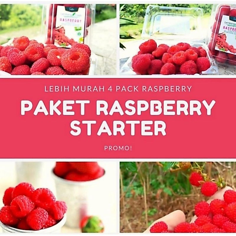 Paket Hemat 4 Raspberry Buah Lembang Fresh