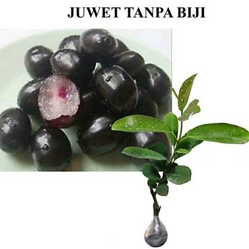 Bibit Juwet Hitam Tanpa Biji