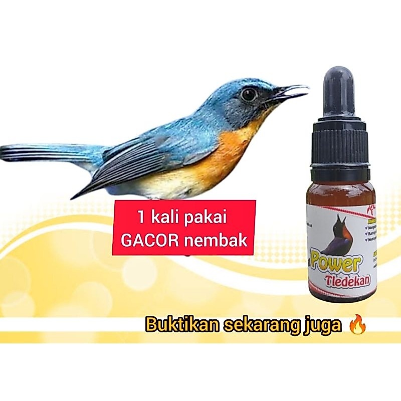 power Tledekan penggacor burung macet / ngeriwik jadi gacor Seketika