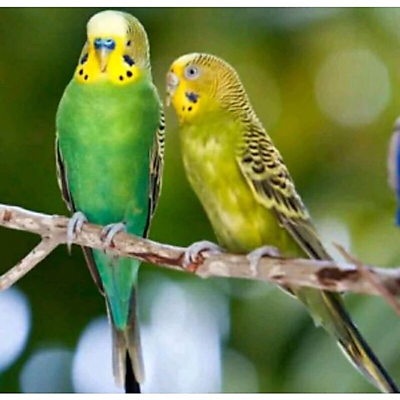 Burung Parkit sepasang 2 ekor
