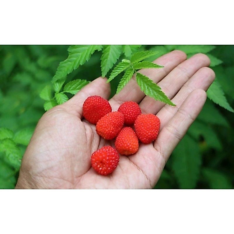 Bibit tanaman arben hutan | arbei hutan merah