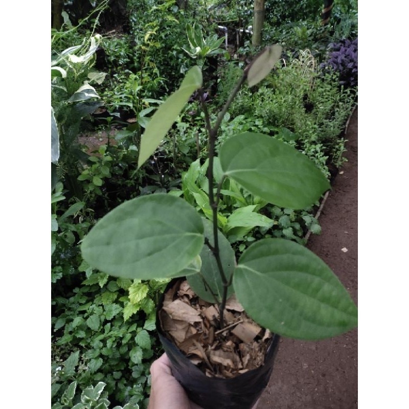Bibit tanaman lada hitam rambat/lada hitam siap tanam Reungit.Geulis