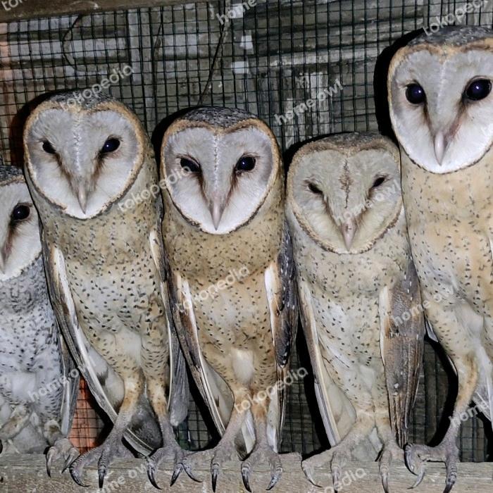 Ready burung hantu tyto alba/barn owl/serak jawa dares