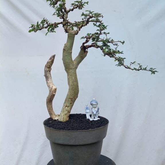 BONSAI POHON SERUT/STREBLUS ASPER BUNJIN