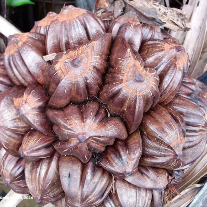 buah nipah segar langsung petik dari pohon