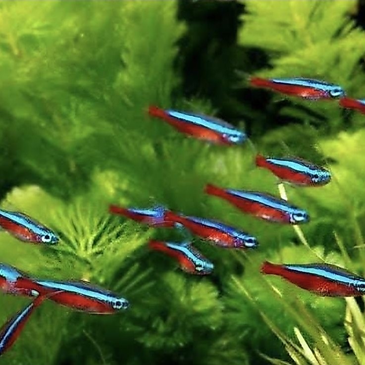 Ikan Hias - Cardinal Tetra