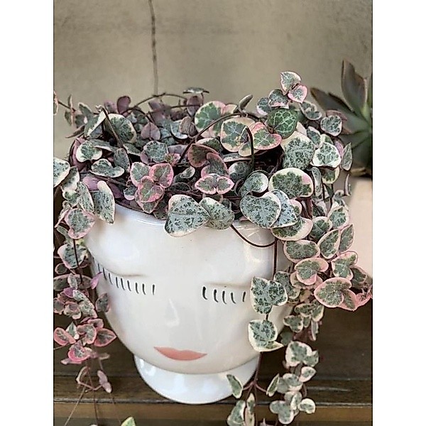 tanaman string of heart variegata