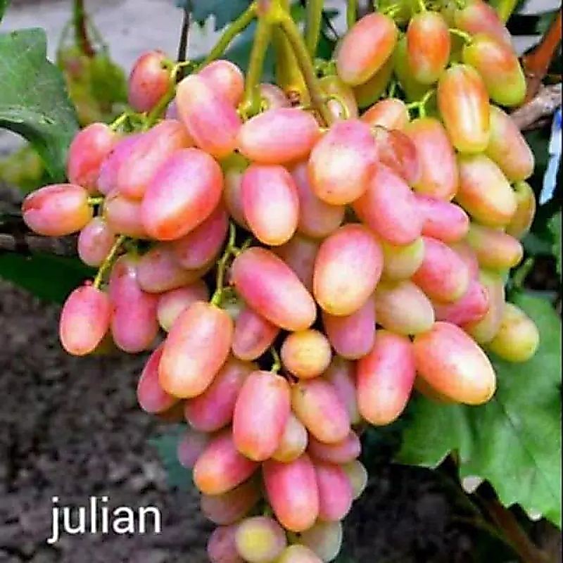 bibit anggur import julian genjah
