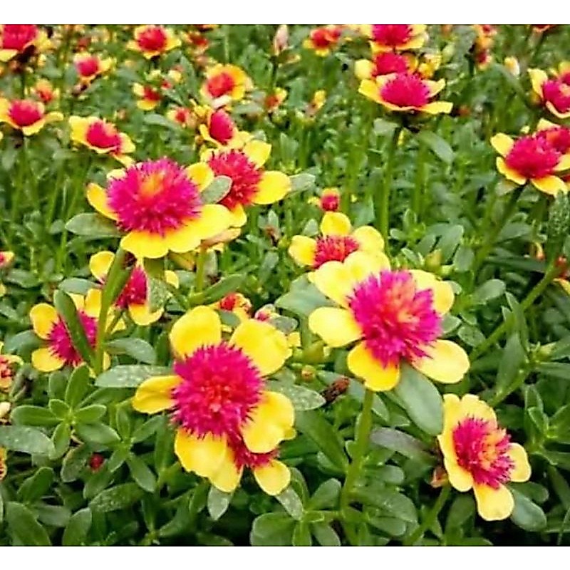 1 stek bunga krokot jambul merah kuning pink