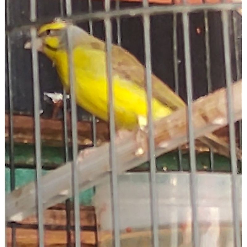 BURUNG MOZAMBIK JANTAN MULUS