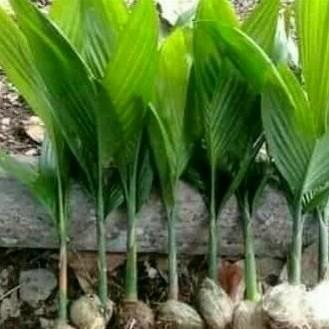bibit pinang batara pilihan 10 pohon