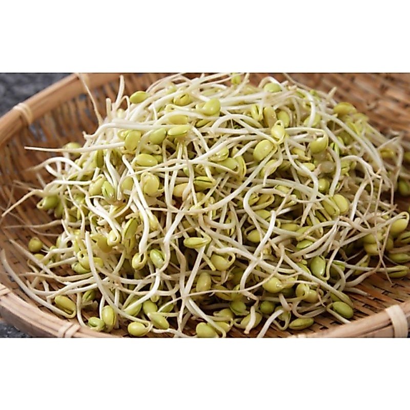 toge kedelai panjang