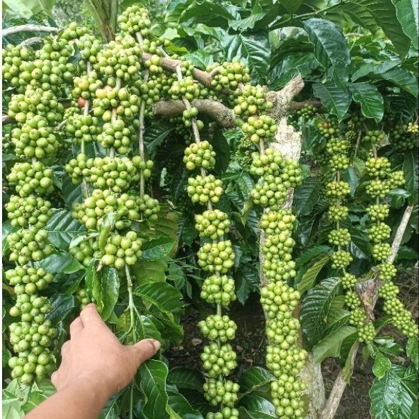 entres kopi bagio 25 tunas raja