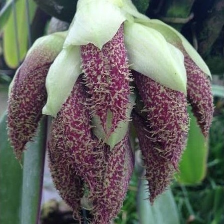 NEW Anggrek Dasi papua | bulbophyllum phalaenopsis ekonomis [terbaik][terlaris]