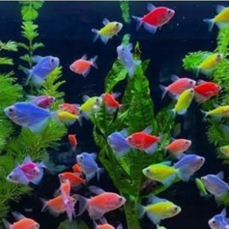 Hiasan Aquarium Ikan Glowfish