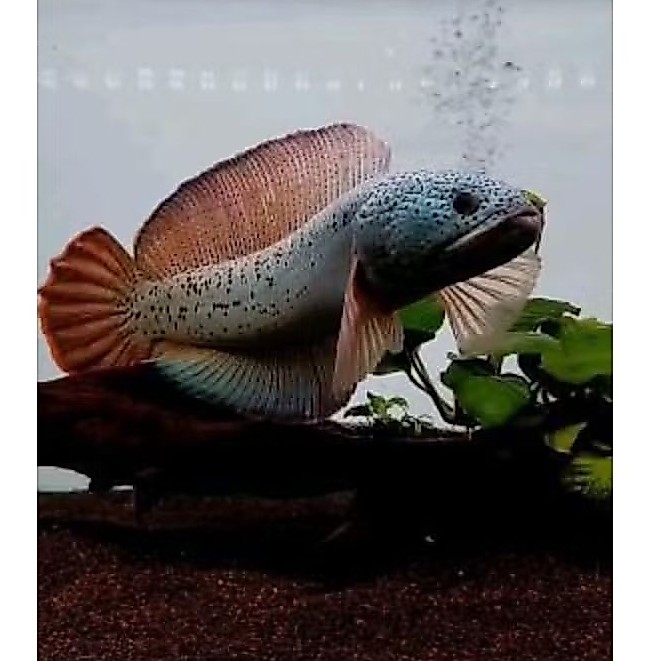 channa barca gondrong size 3-5cm progresan bagus (5 ekor)
