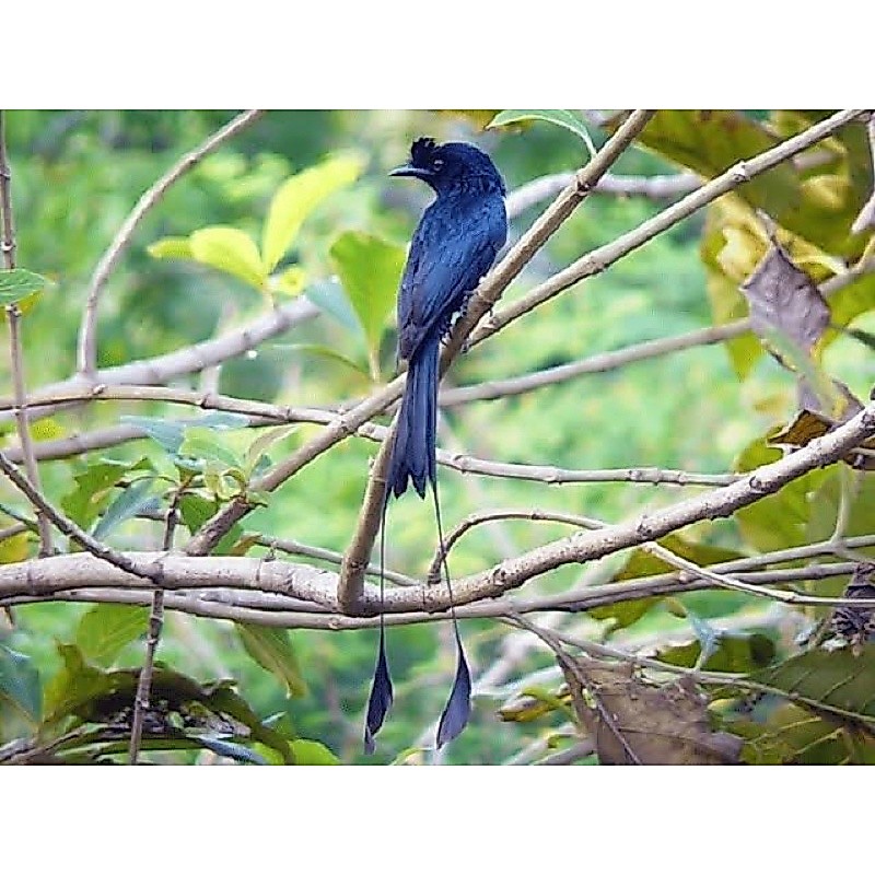 Burung Srigunting Kantil Asli Original dengan Ekor Antena untuk Koleksi dan Hiasan