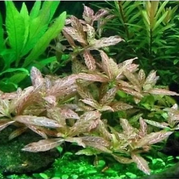 hygropilla Sunset Tanaman Aquascape