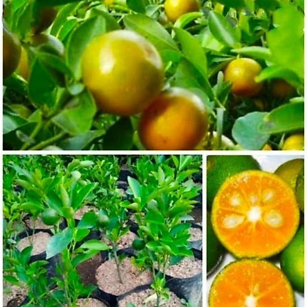 tanaman buah jeruk kip/jeruk kimkit