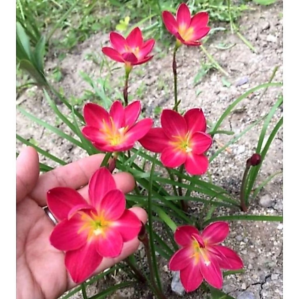 Tanaman Hias Lili Hujan Bunga Merah