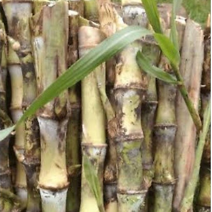 bibit tebu telor isi 12 batang