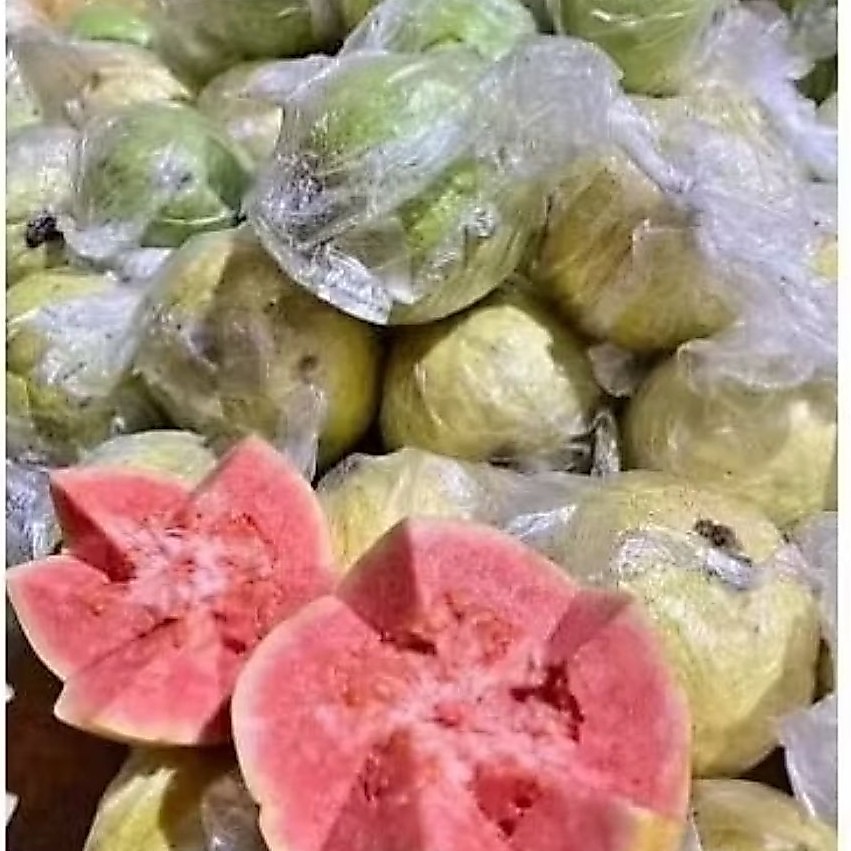 jambu biji merah fresh guava 500 grm 2 - 4 tergantung besar kecilnya buah