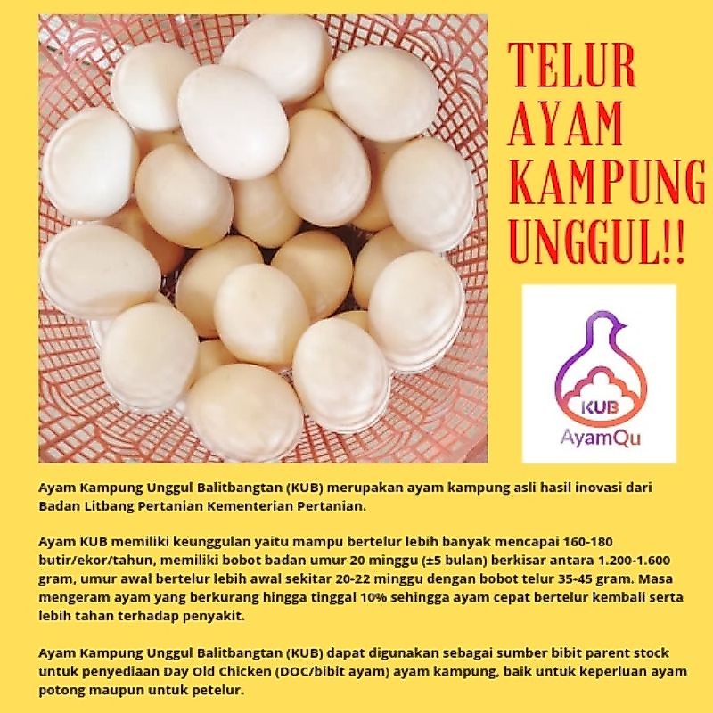 BERGARANSI  TELUR FERTIL AYAM KUB - TELUR TETAS AYAM KUB 1 DAN KUB 2 - TELUR AYAM KAMPUNG UNGGUL KUB