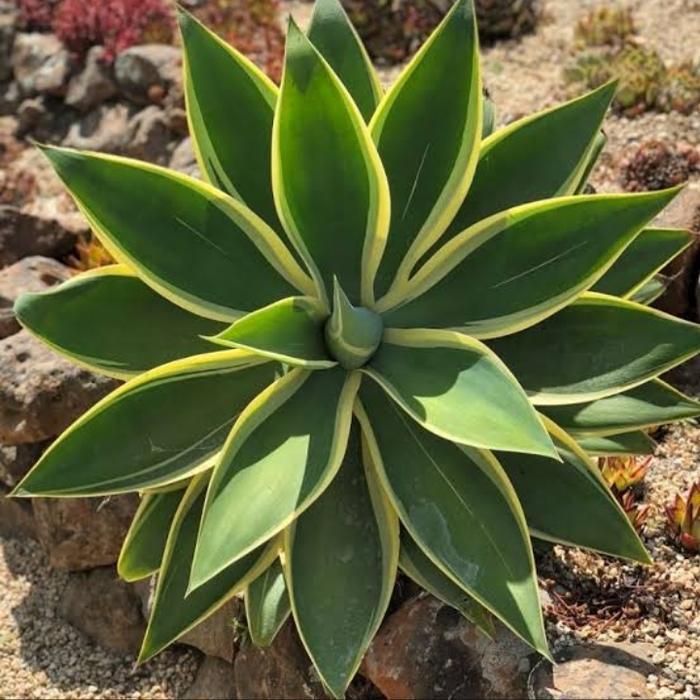 tanaman hias agave king - agave siklok
