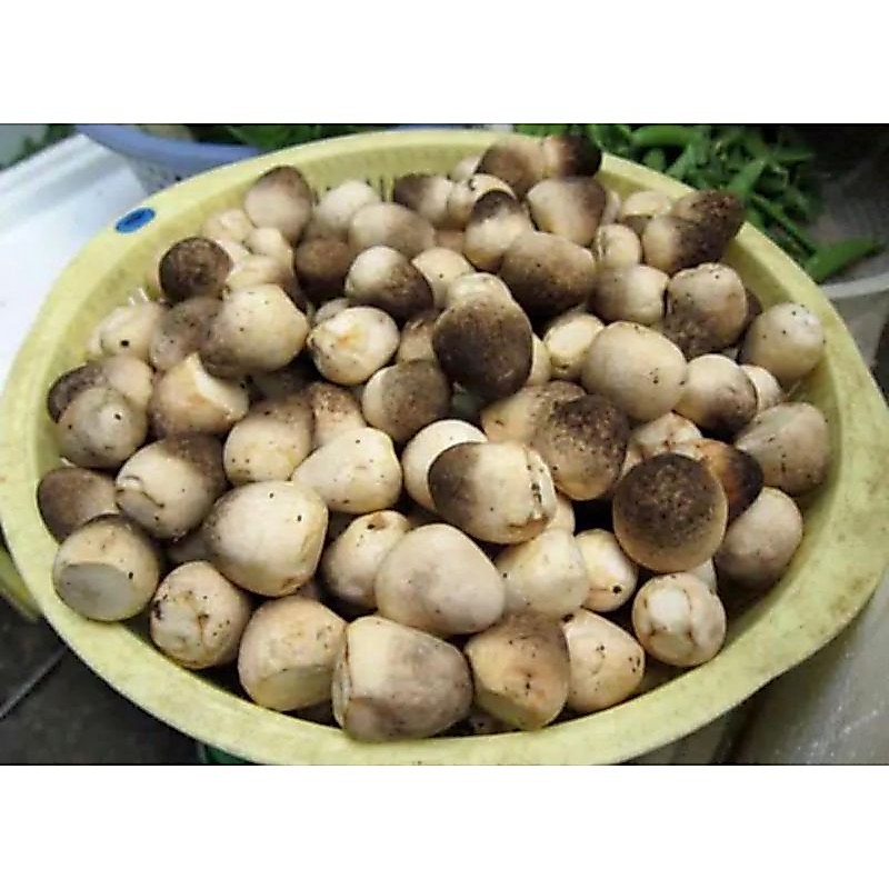JAMUR MERANG SEGAR