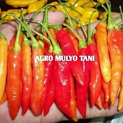10 Bibit Cabai Rawit Unggul