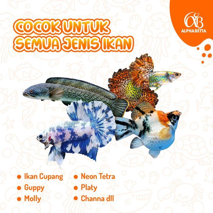 Pakan Ikan Hias Cupang Baby Shrimp Avatar, Blue Rim, FCCP, Black Samurai