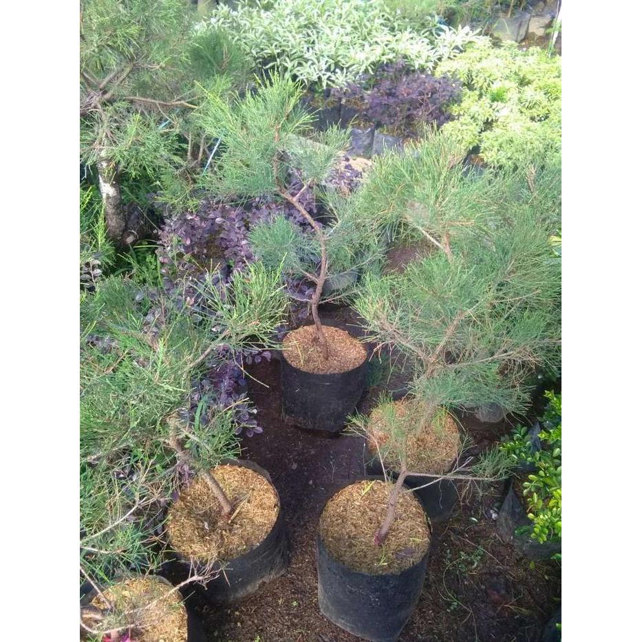 PROMO TANAMAN HIAS BONSAI CEMARA UDANG TINGGI 1 METER - BONSAI CEMARA UDANG