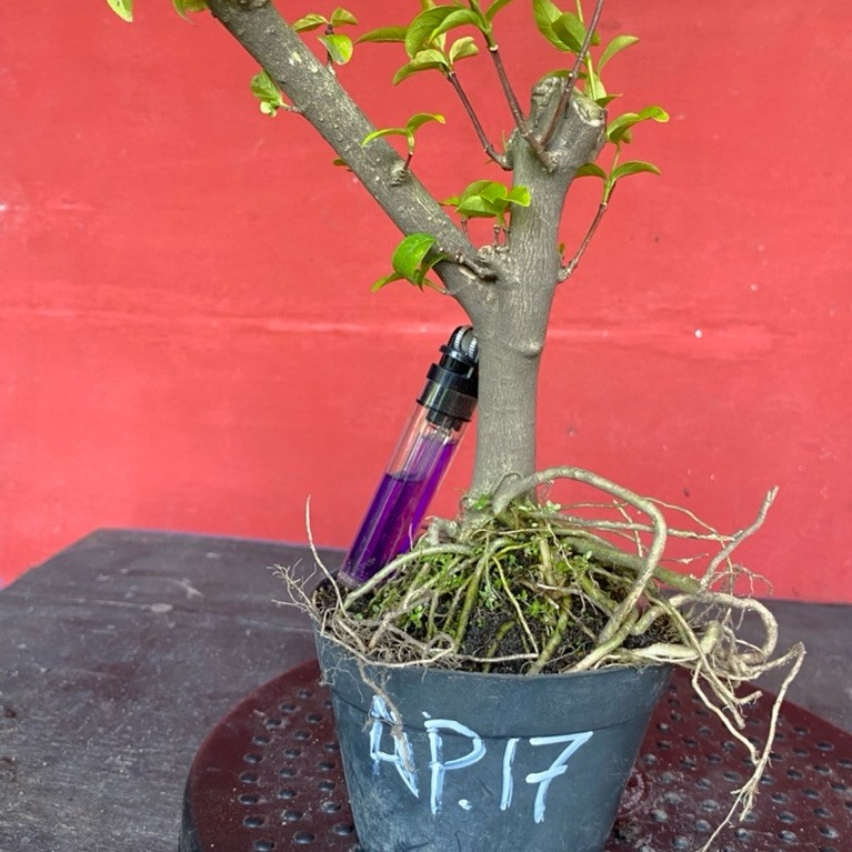 Bahan bonsai bunga anting putri Ap 17
