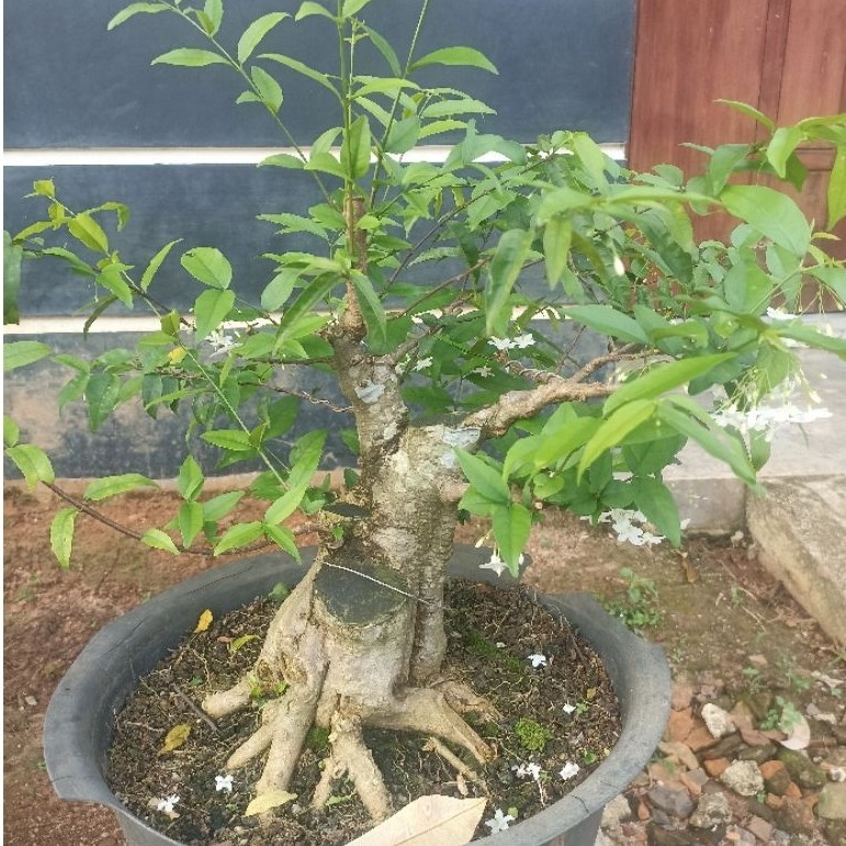 Bahan Bonsai Anting Putri - Anting Putri, Bonsai Anting Putri, Anput Bonsai