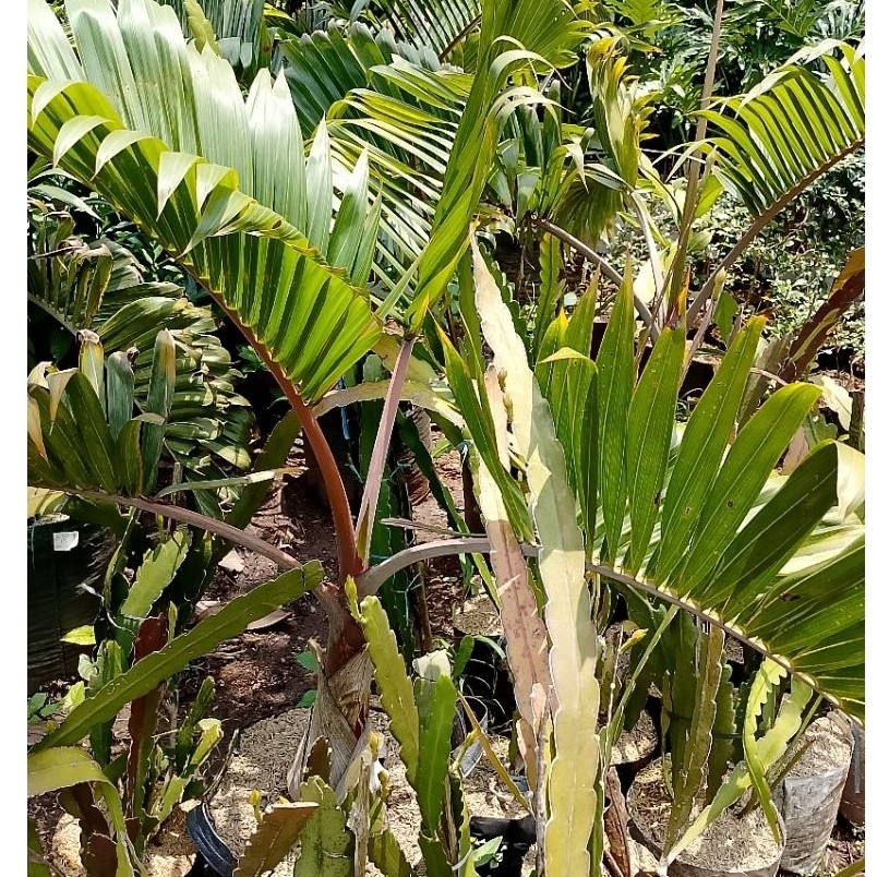 pohon palem botol tinggi 1'5 meter daun
