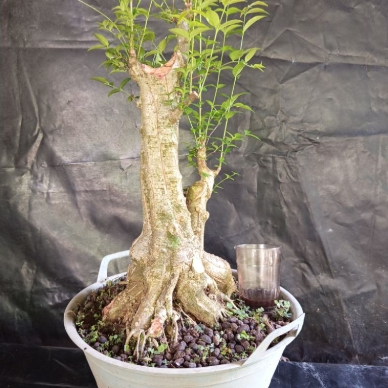 Bonsai anting putri size besar bahan karakter sesuai foto