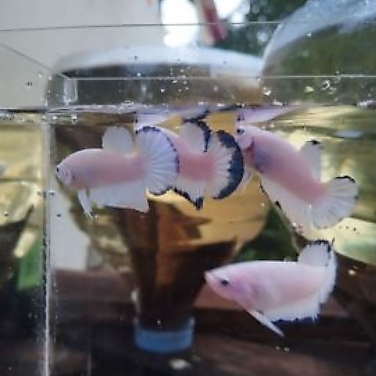 Bibit/Bahanan Ikan Cupang Blue Rim/blue Panda Plakat Warna realistis binit