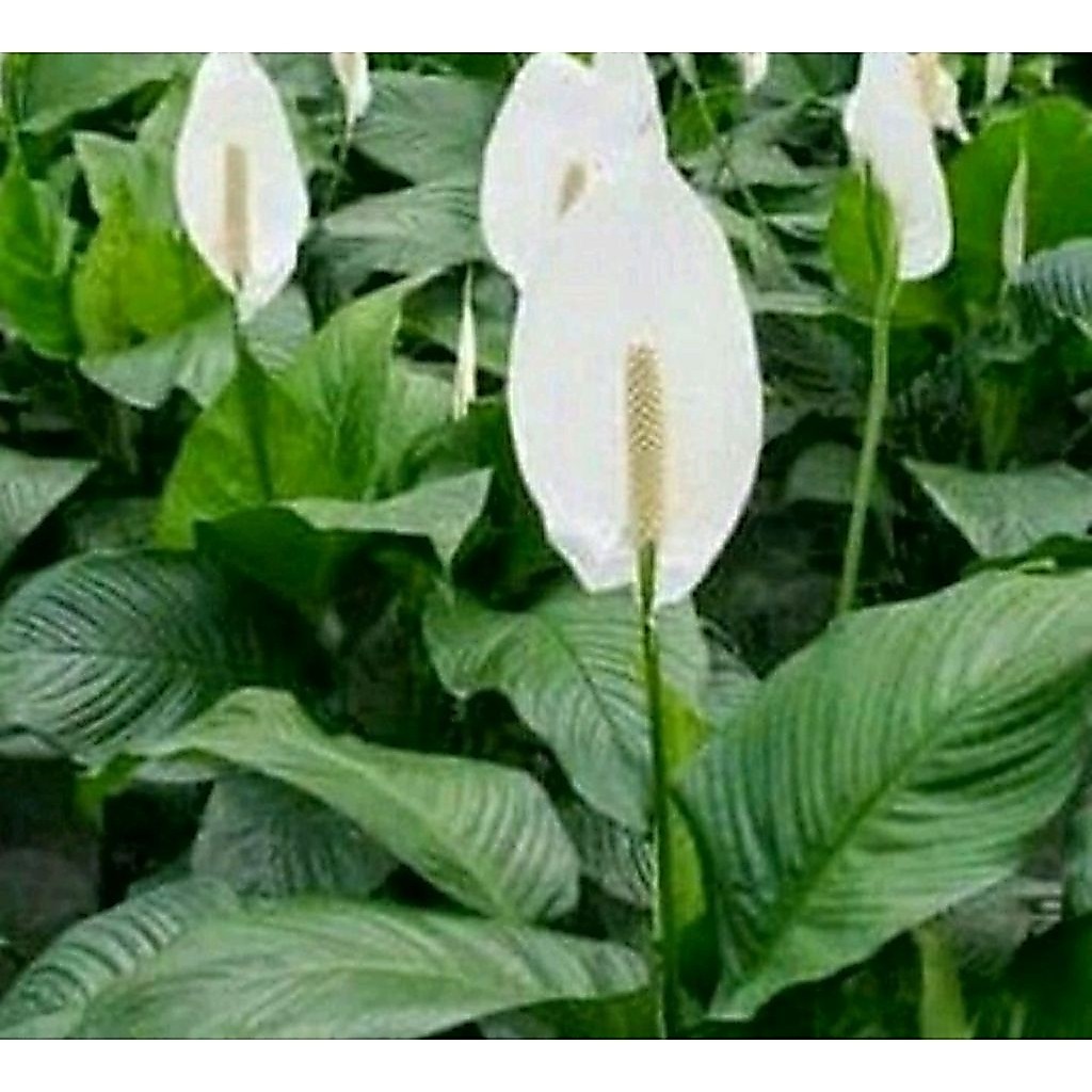 pohon sepatu pilem. peace lily bangkok
